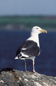 grote_mantelmeeuw_larus-marinus
